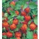 Physalis_alkekengi