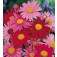 Pyrethrum_Margerite_J03958
