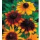 Sonnenhut_Rudbeckia_hirta_Gloriosa_Daisies