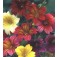 Salpiglossis_sinuata_Bolero_mix_Trompetenzunge