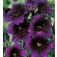 Salpiglossis_sinuata_Kew_Blue_Trompetenzunge