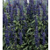 Salbei_Salvia _arinacea_Victoria_P04687