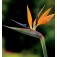 Strelitzia_reginae_Paradiesvogel