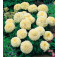 Tagetes_erecta_Vanilla_Studentenblume