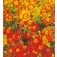 Tagetes_tenuifolia_Starfire_Mix