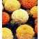 Tagetes_erecta_mix_Studentblumenmix