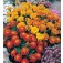 Tagetes_patula_nana_Bonita_mix