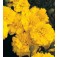 Tagetes_patula_Yellow_Jacket