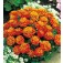 Tagetes_patula_nana_Honeycomb