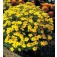 Studentenblume_Feinblatt-Samtblume_Lemon_Gem