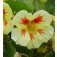 Tropaeolum _Kapuzinberkresse_Peach_Melba