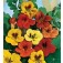 Tropaeolum_majus_Trailling_Single_mix