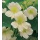 Tropaeolum_majus_Milkmaid_Kapuzinerkresse