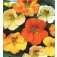 Tropaeolum_majus_Tom_Thumb_mix