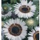 Venidium_fastuosum_Black&White