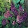Verbascum_phoeniceum_mix_Königskerze