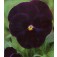 Viola_wittrockiana_Black_Star