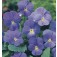 Viola_cornuta_Blue_Perfection_H37920