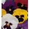 Viola_wittrockiana_Schweizer-Riesen_Mix
