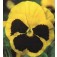 Viola_wittrockiana_Rheingold_Stiefmütterchen_Schweizer-Riesen