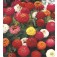 Zinnia_elegans_Sprite_mix_Blumensamen