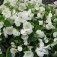 Begonia_White_Comet