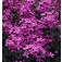 Hesperis_matronalis_Violett_Nachtviole