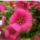 Malope_trifida_Vulcan_Malve