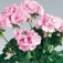 Geranie_Pelargonium_zonale_Chérie