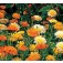 Calendula_fiesta_Gitana