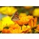 calendula-Vlinder