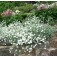 Hornkraut_CERASTIUM_BIEBERSTEINNII