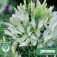 Cleome_Helen_Campbell _Spinnenpflanze