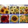 Helianthus_Kollektion_Sonnenblumen