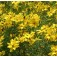 coreopsis_Sternthaler_goldgelb