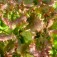Salat Pflücksalat_Schnittsalat_Teide