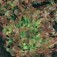 Eichblattsalat_Red_Salad_Bowl 