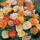 eschscholzia_double_mix