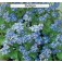 Myosotis_syllvatica_Indigo_Vergißmeinnicht