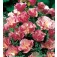 Eschscholzia_californica_Appleblossom