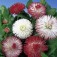 Bellis_Goliath_Mix
