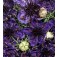 Jungfer-im-Grünen_Nigella_papillosa_Midnight