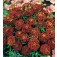 Studentenblume_Tagetes_patula_Red_Cherry