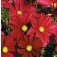 Schmuckkörbchen_Cosmos_bipinnatus_Rubenza