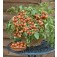 Tomaten_Balkontomate_Cherry_Falls