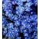 Elfenspiegel_Nemesia_strumosa_Blue_Gem