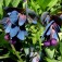 Cerinthe_Wachsblume