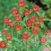 Gomphrena_Strawberry