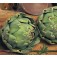 Gemusesamen_Artischocke_Green_Globe