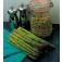 Spargel_F1_Marte